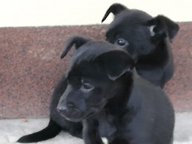 Miniaturka artykułu Zabezpiecz zwierzęta przed mrozem!